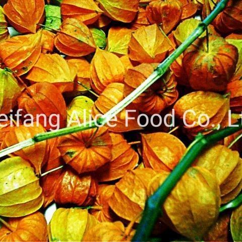 Hot Selling Best Preserved Golden Berry Dried Physalis From China