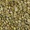 Arabica Robusta Green Coffee Beans Wholesale Export Coffee Bean