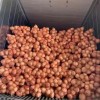 Fresh Yellow Onion From China Supplier