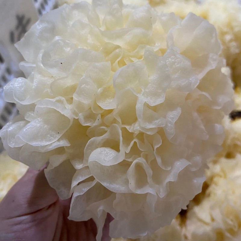 Organic Dried Snow Fungus: Culinary Treasure for Health Enthusiasts
