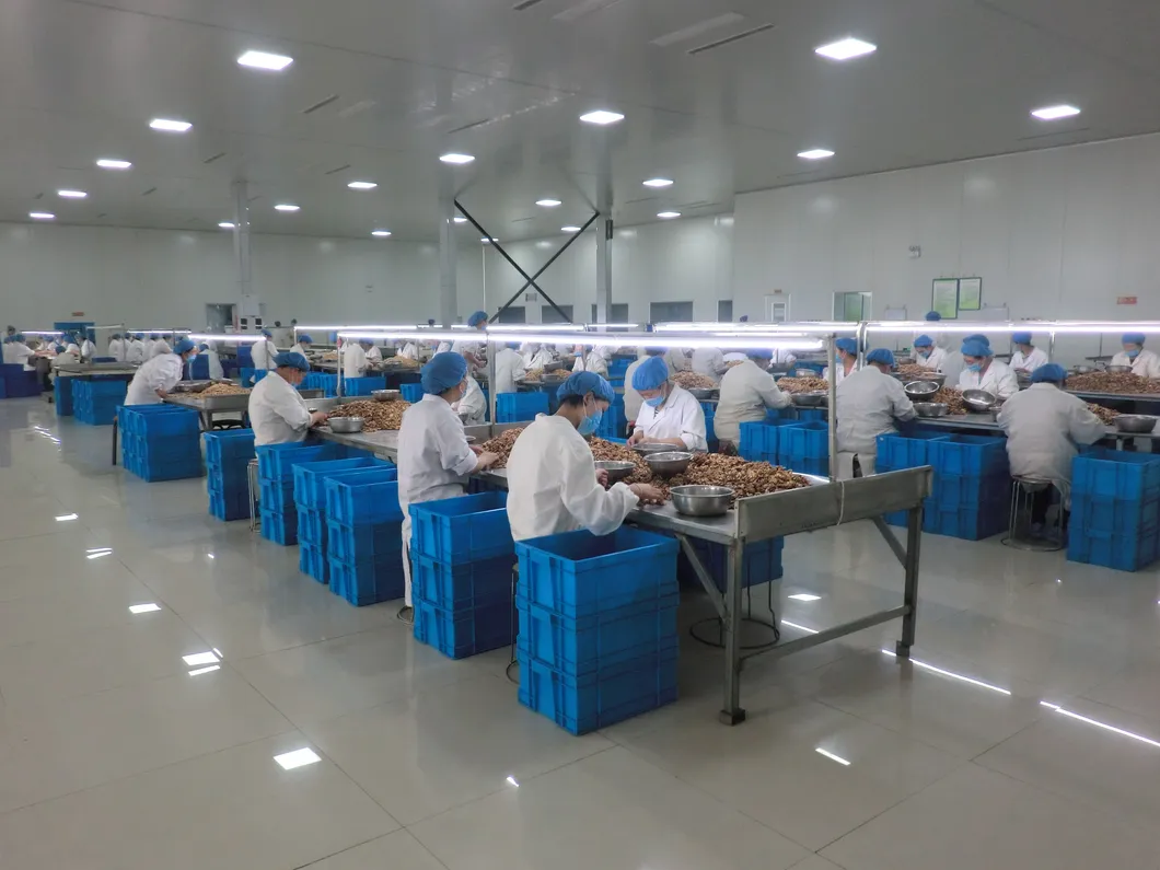 Premium Washed Inshell Walnuts Wholesale Factory Direct Supplier 185 33