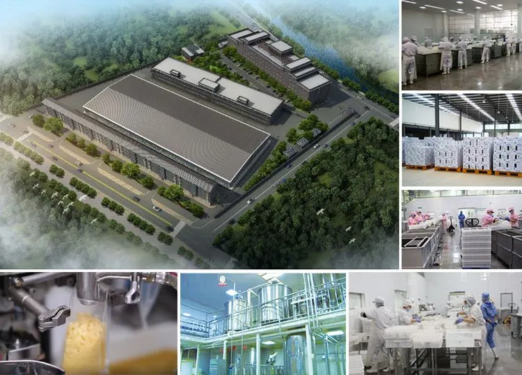 Japanese Organic Konjac Root Tofu Keto Konnyaku Chinese Skinny Lasagna Poor Pasta Spaghetti Fettuccine Shirataki White Yam Konjac Jelly Pasta From Hethstia