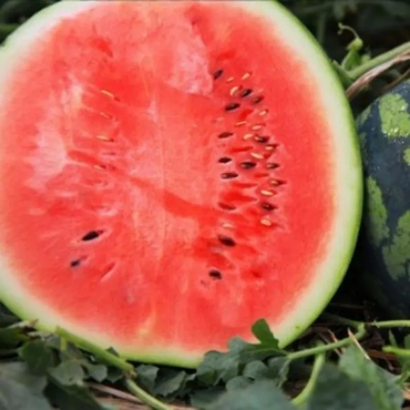 Watermelon Sweet Fresh and Delicious Ideal for Desserts