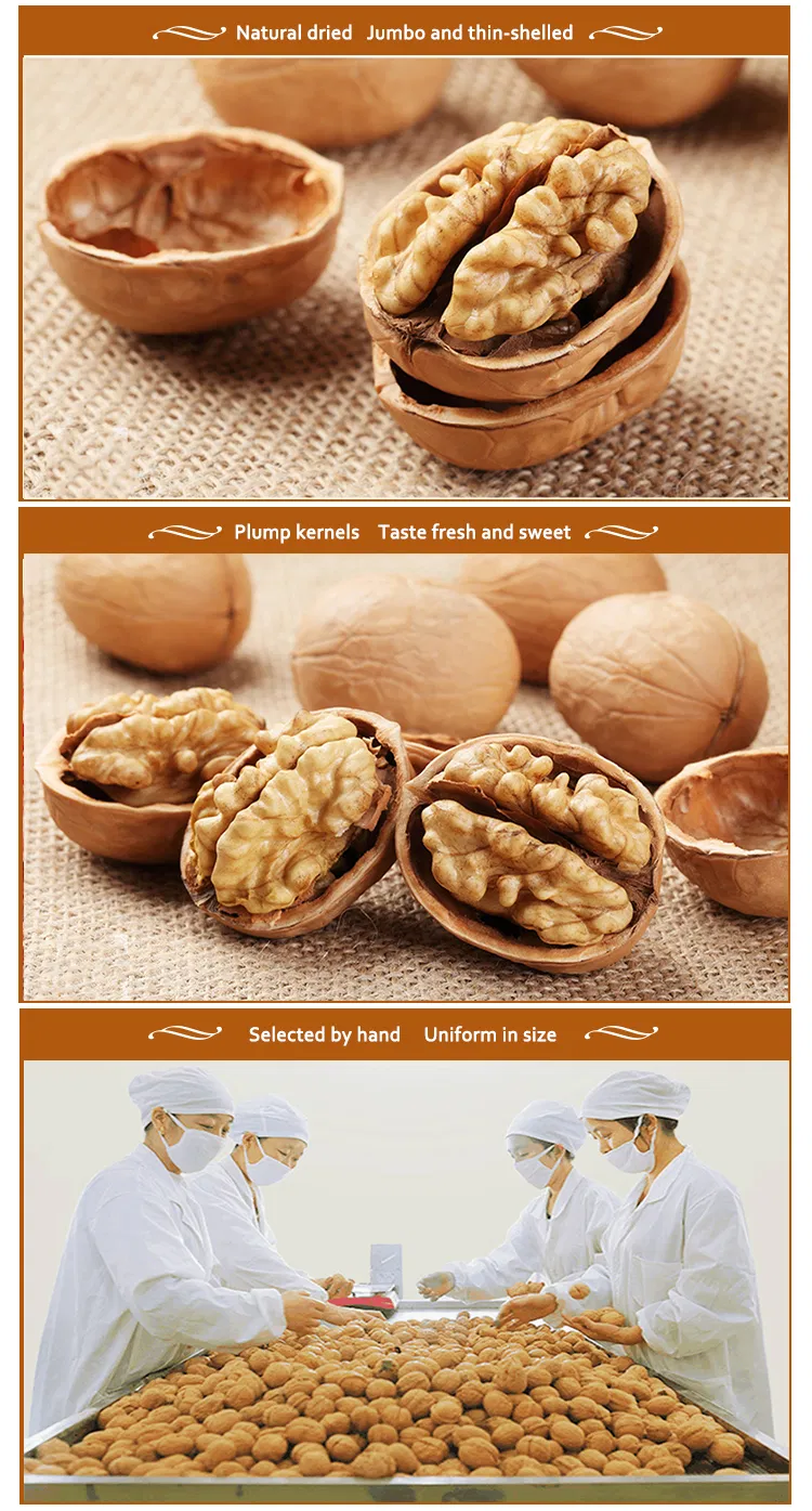 Chinese Inshell 185/33/Xiner 2 Walnuts Wholesale Price