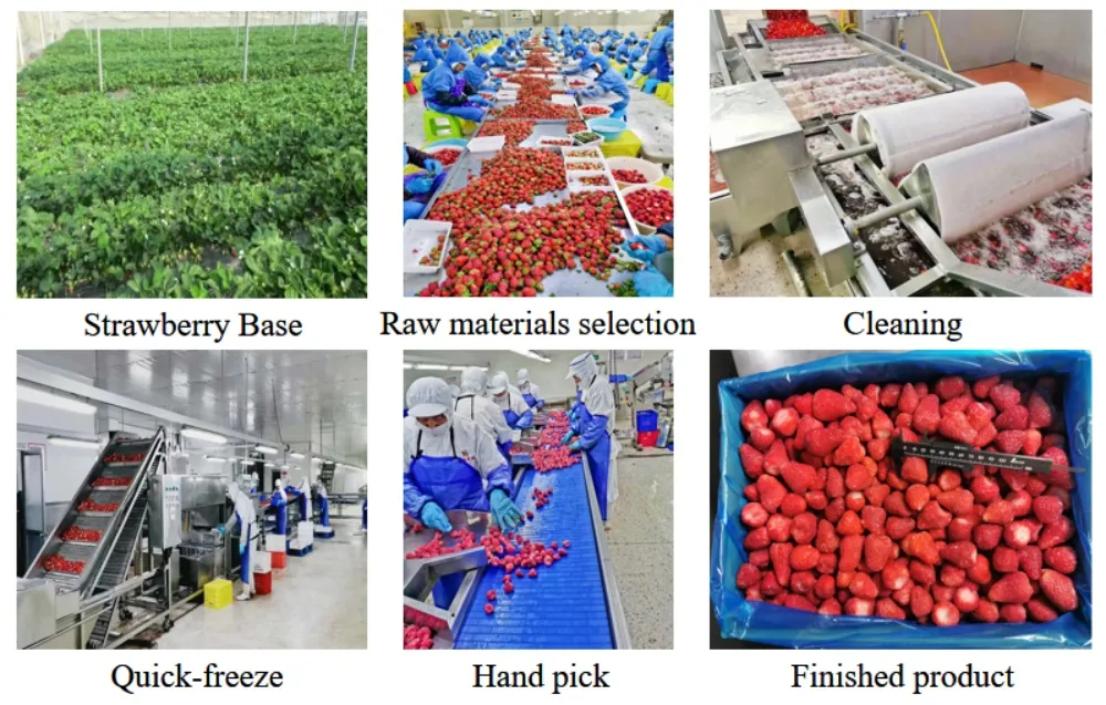 China New Season Different Varieties of Frozen Fruit Strawberries