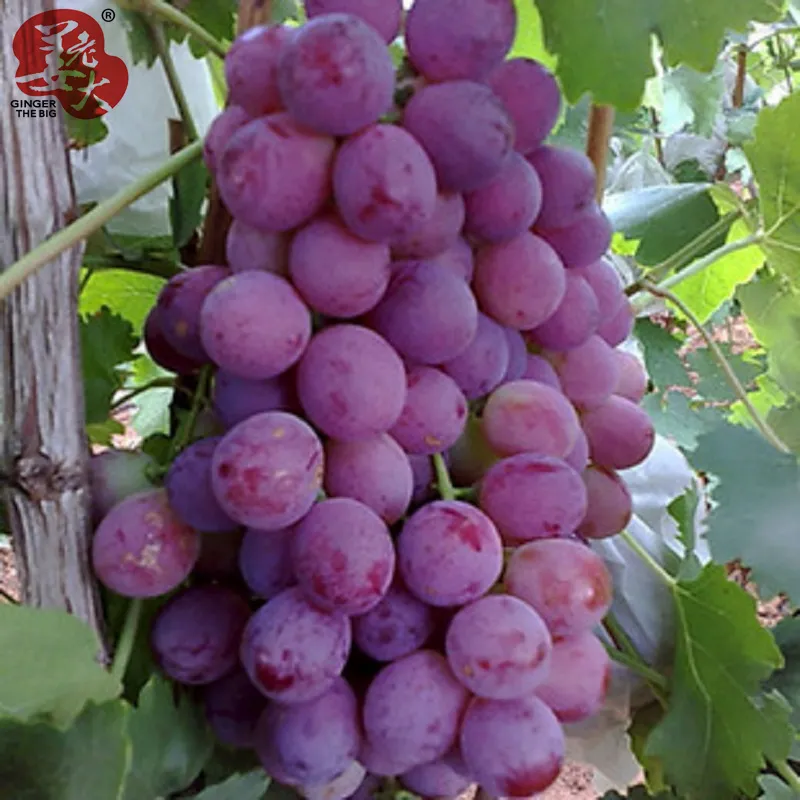 Red Globe New Crop Fresh Red Grapes
