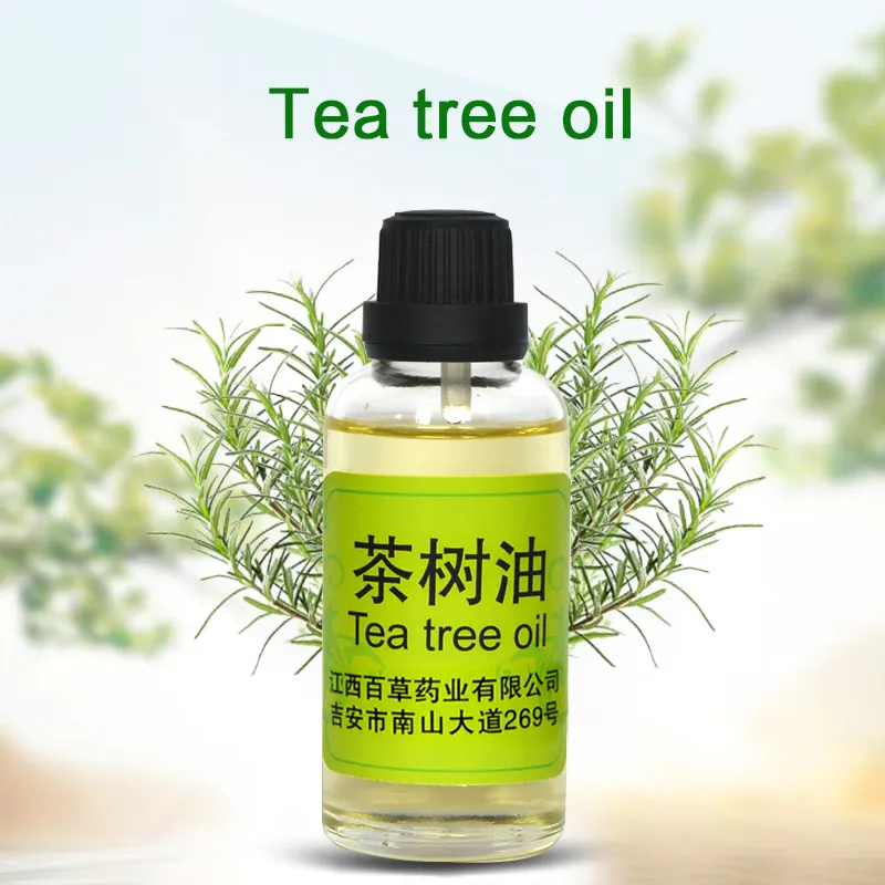 Wholesale 100% Organic Tea Tree Oil Essential Oil Manufacturer