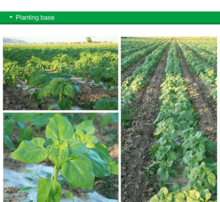 New Taste Roasted Rattan Pepper Sunflower Seeds with Cheaper Price and High Quality