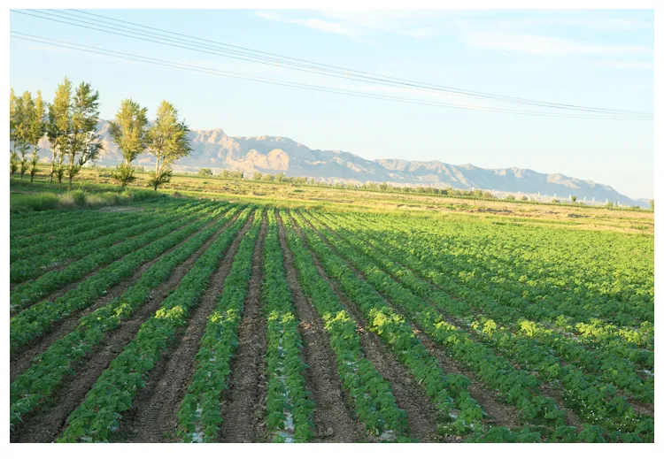 New Taste Roasted Rattan Pepper Sunflower Seeds with Cheaper Price and High Quality