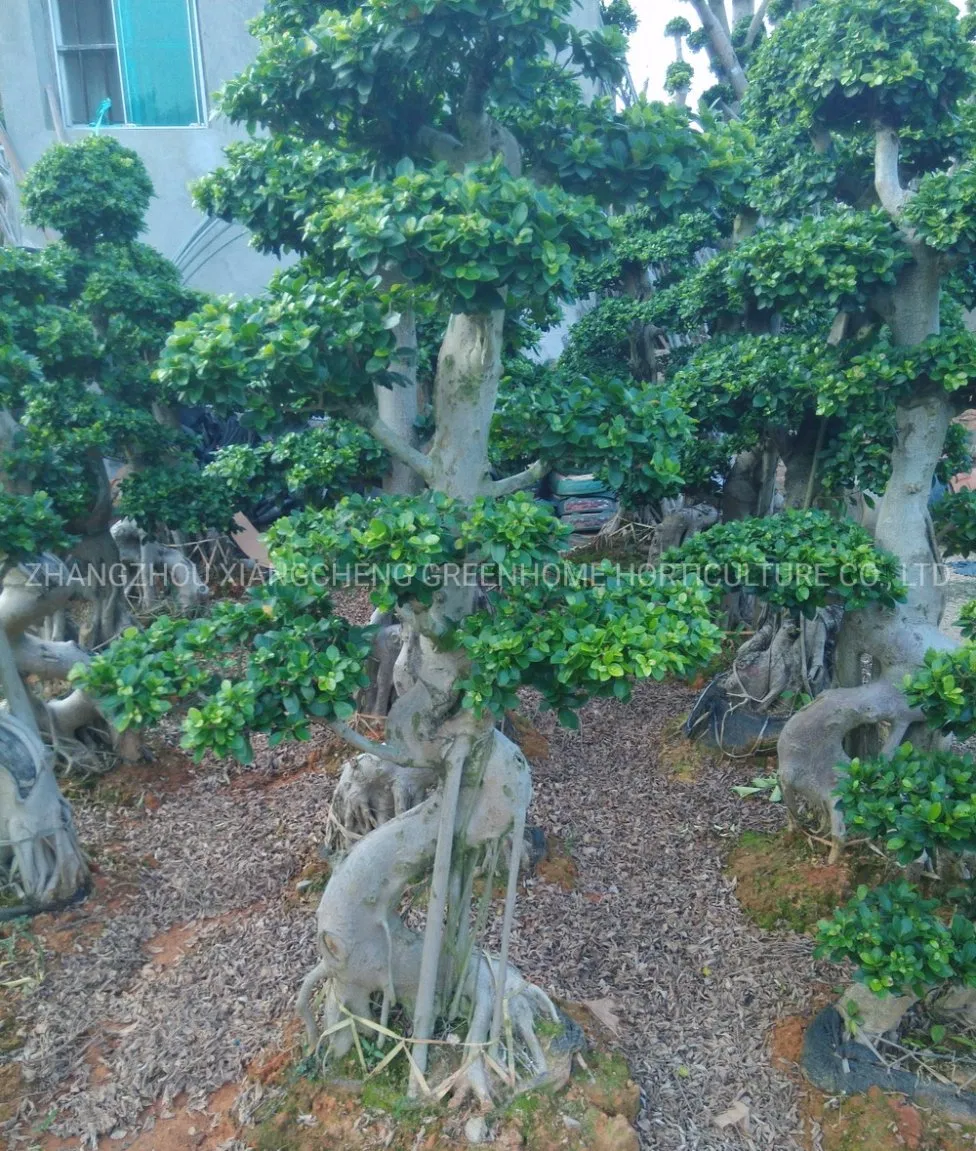 Ficus Bonsai Outdoor Garden Plant