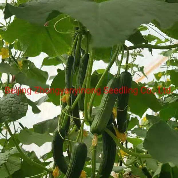 Multi Fruits High Yield Hybrid Cucumber Seeds for Growing