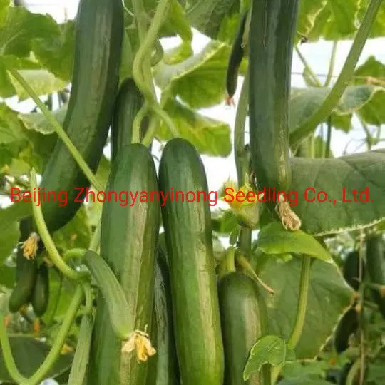 Multi Fruits High Yield Hybrid Cucumber Seeds for Growing