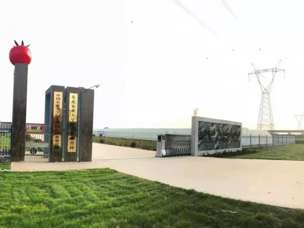 Multi Fruits High Yield Hybrid Cucumber Seeds for Growing