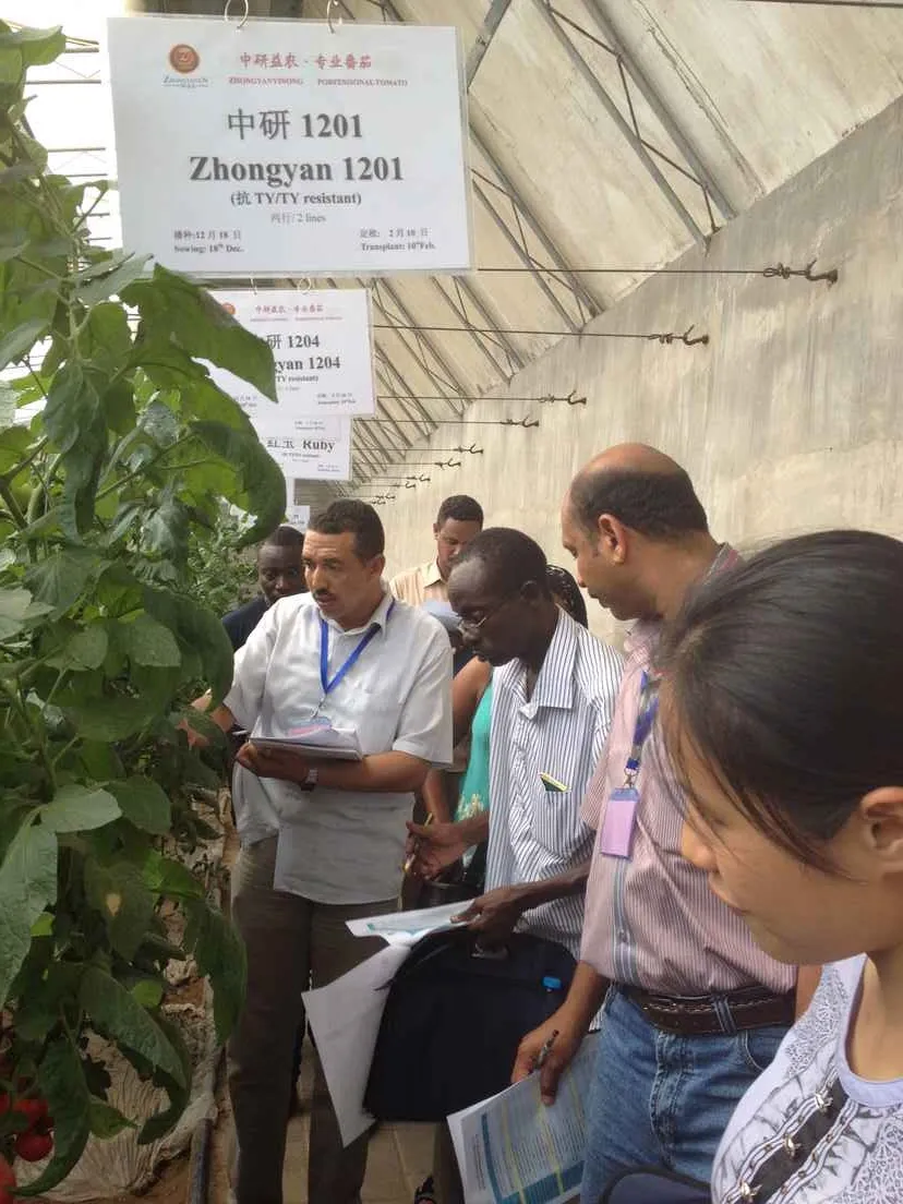 Multi Fruits High Yield Hybrid Cucumber Seeds for Growing