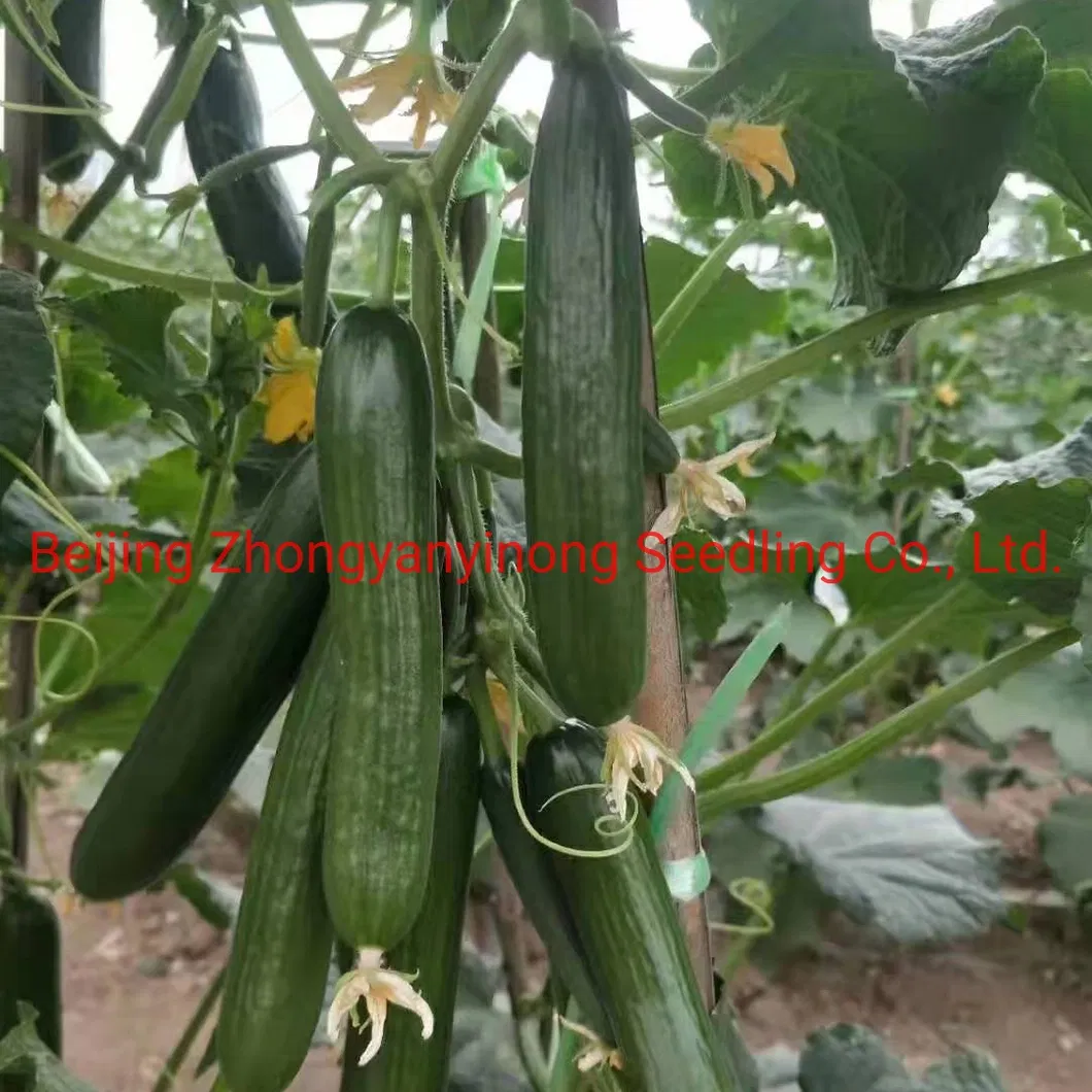 Multi Fruits High Yield Hybrid Cucumber Seeds for Growing