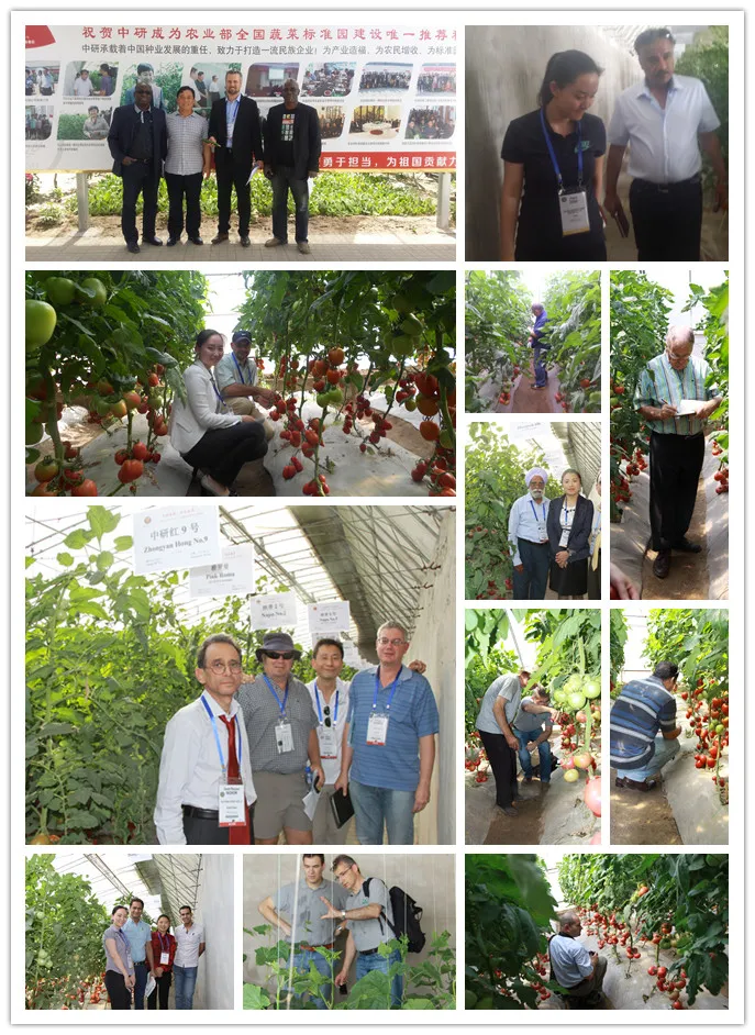 Multi Fruits High Yield Hybrid Cucumber Seeds for Growing