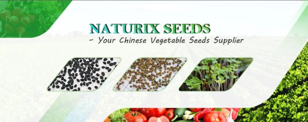 Naturix Purple Radish Seeds Microgreen Seeds for Growing