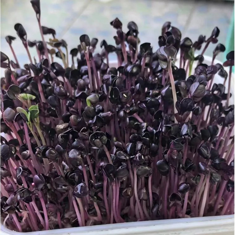 Naturix Purple Radish Seeds Microgreen Seeds for Growing