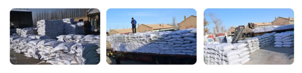 Naturix Purple Radish Seeds Microgreen Seeds for Growing