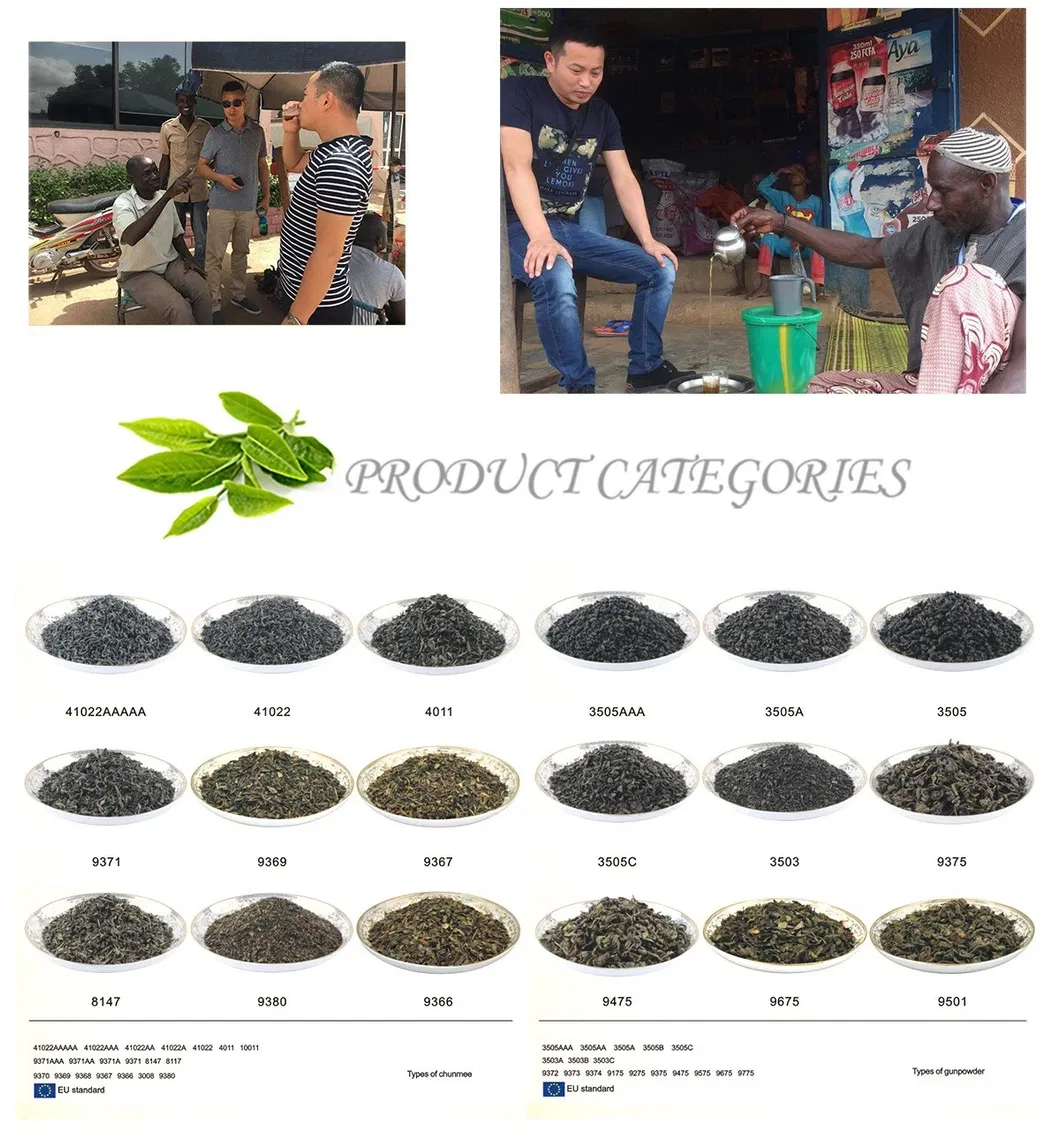 China Green Tea Special Chunmee Tea 9366aaaa for Morocco Factory Wholesale