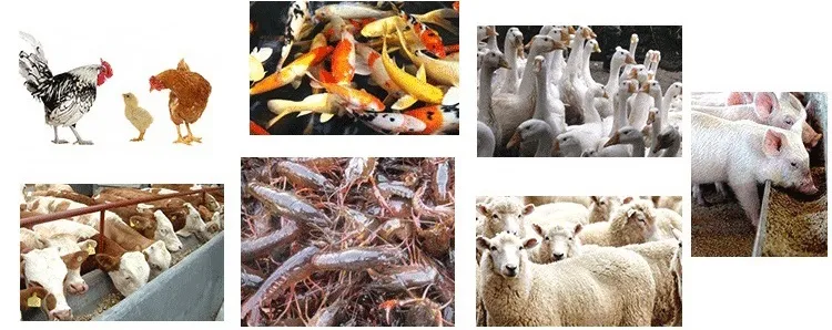 GMO-Free Mycoprotein Ingredient for Organic Feed Formulations