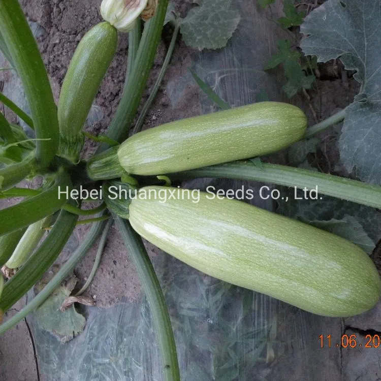 Jade No. 3 Early Mature Smooth Green Skin Squash Seeds