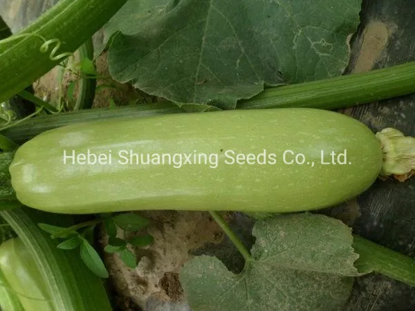 Jade No. 3 Early Mature Smooth Green Skin Squash Seeds