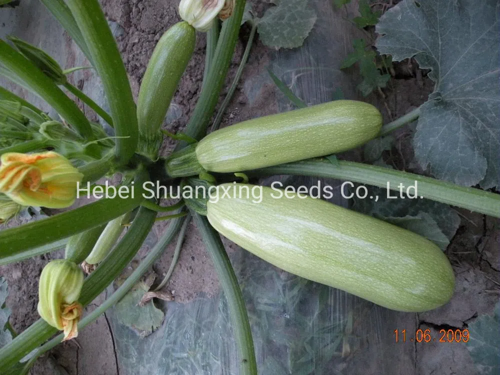 Jade No. 3 Early Mature Smooth Green Skin Squash Seeds