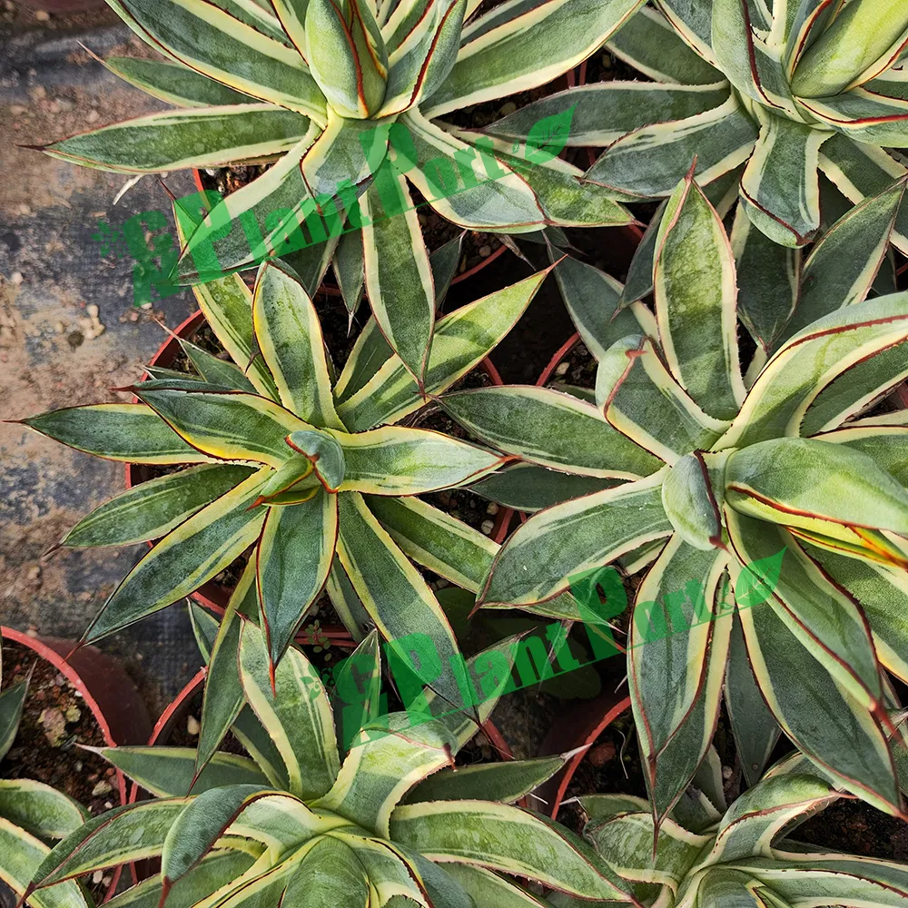 Cnplantport Agave Burnt Burgundy Export Seller Home Decor Bonsai Plants Wholesale