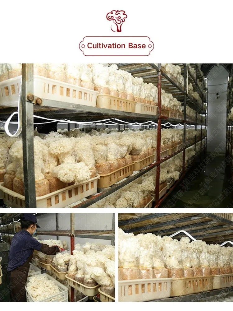 Large Quantity Discount for Dried Mushroom Gift Boxes