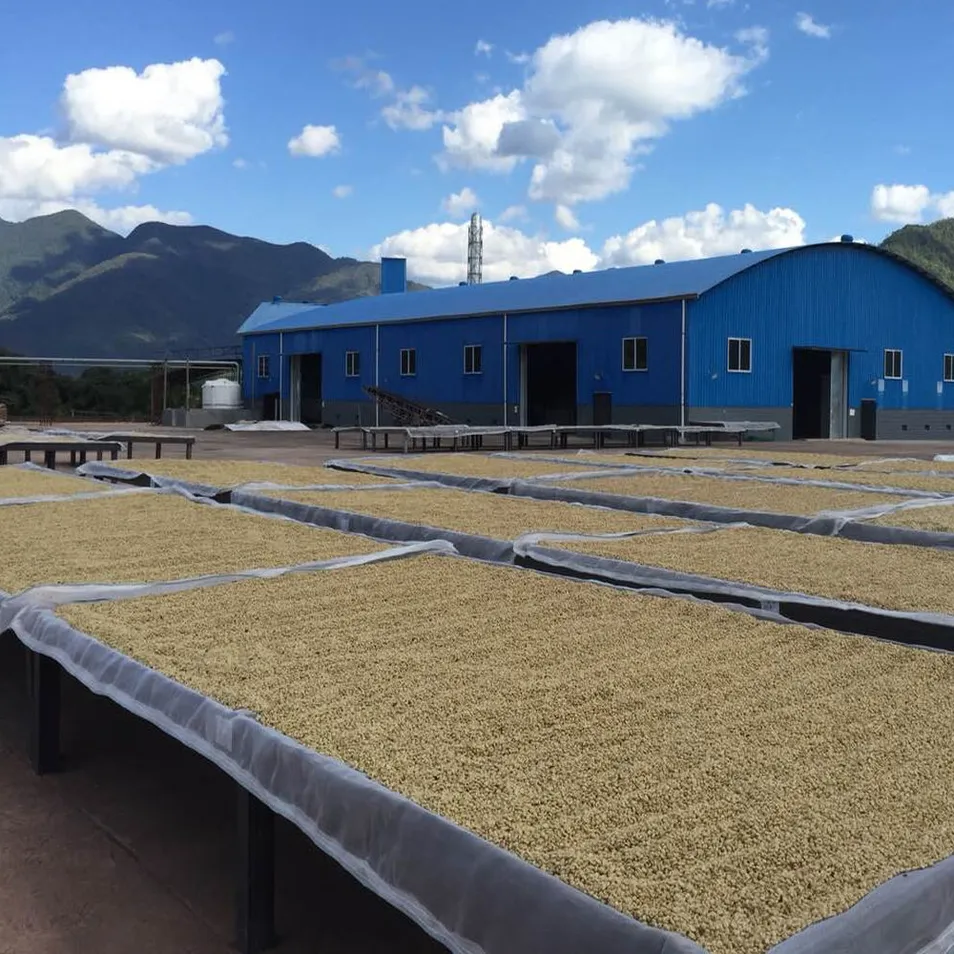 Best Price Arabica Green Coffee Beans High Quality Supplier From Yunnan