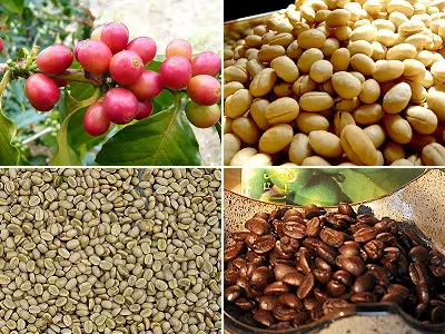 Yunnan Hot Sale Arabica Coffee Beans High Quality Green Beans