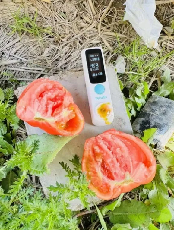 Big Size Taste Tomato Seeds Green Shoulder High Brix