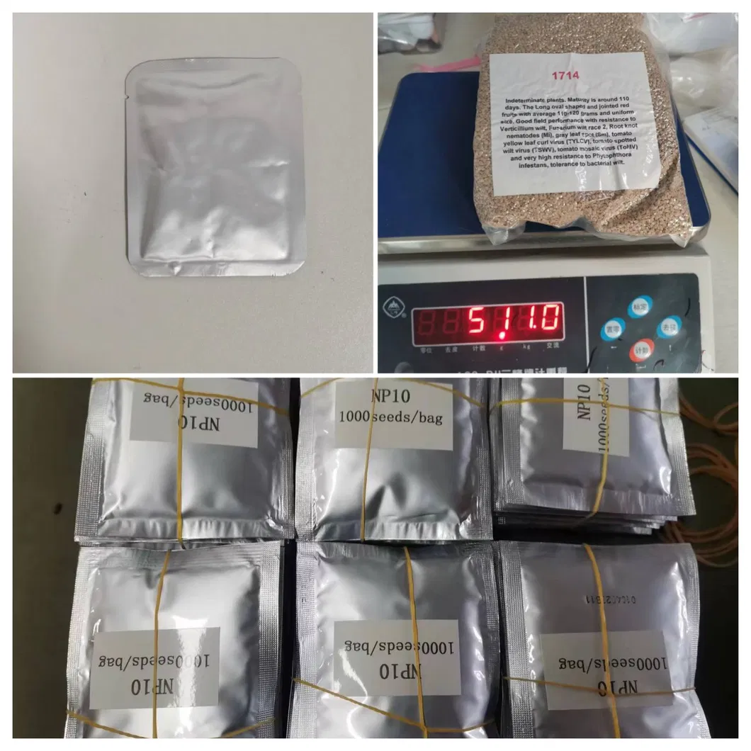 Big Size Taste Tomato Seeds Green Shoulder High Brix