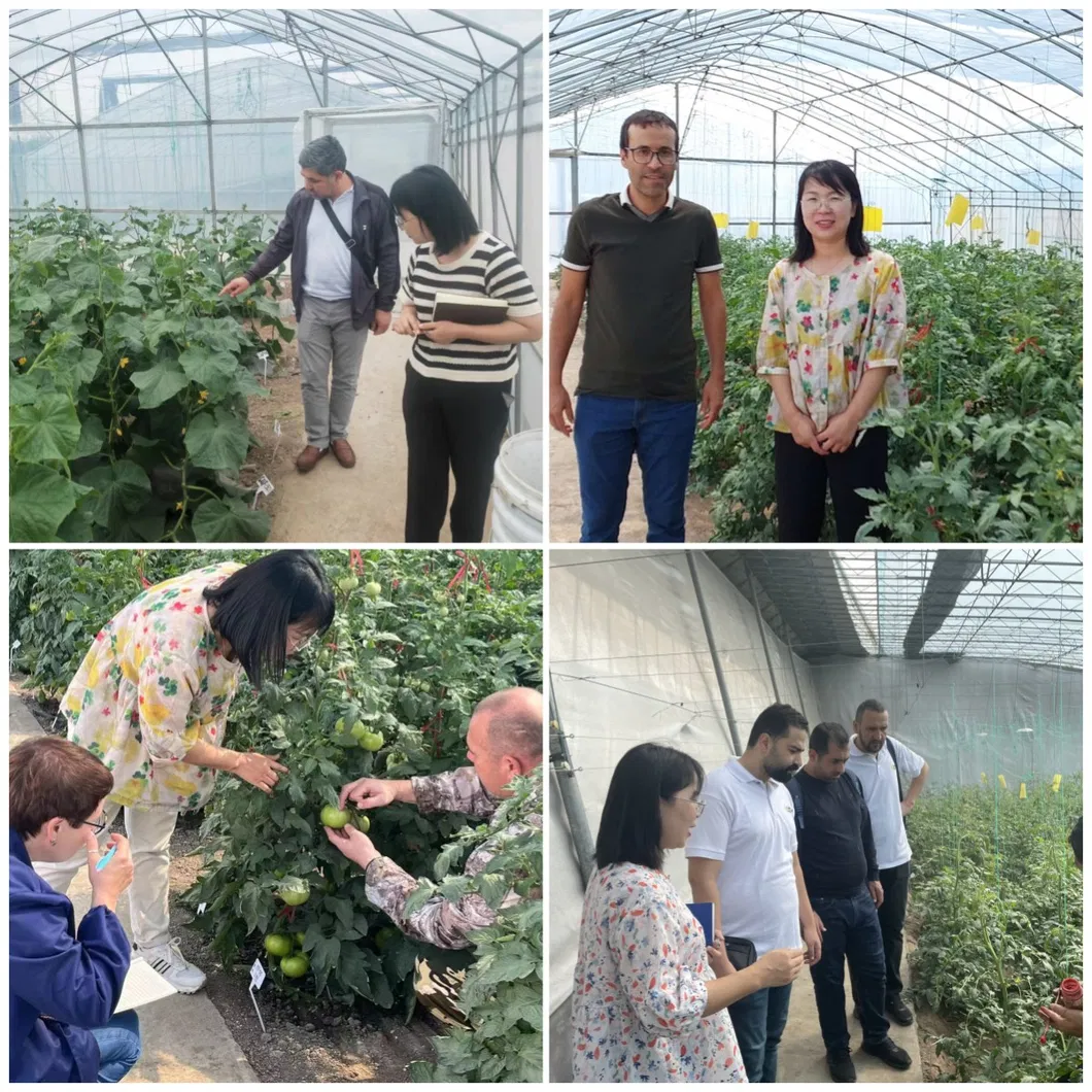 Big Size Taste Tomato Seeds Green Shoulder High Brix