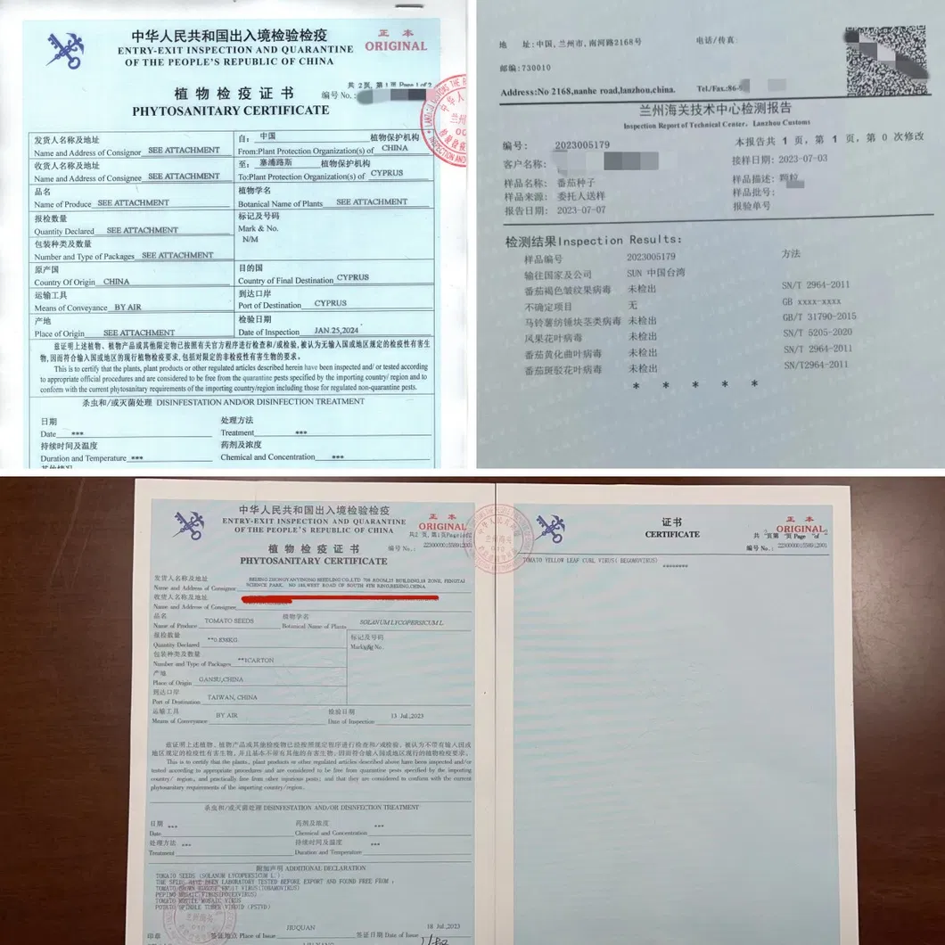 Big Size Taste Tomato Seeds Green Shoulder High Brix