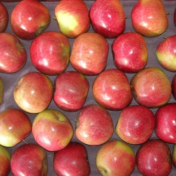 Chinese Best Hot Sale Good Quality Certificated High Quality Fresh Apple From China