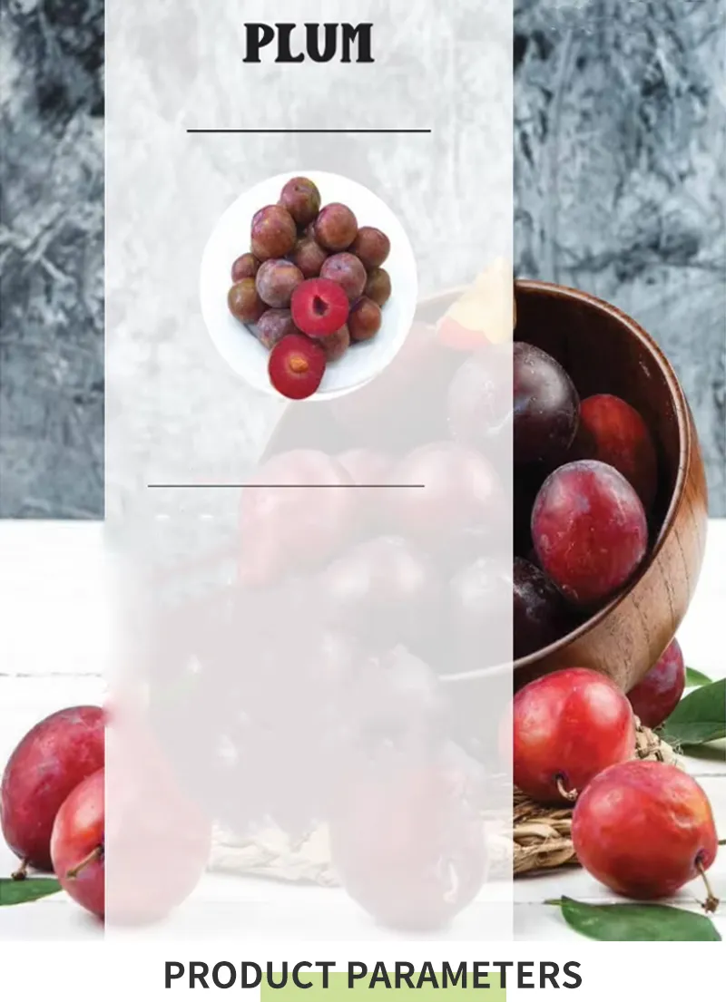 High Quality 100% Fresh Natural Plum Red Shells Produced in Vietnam at Competitive Prices