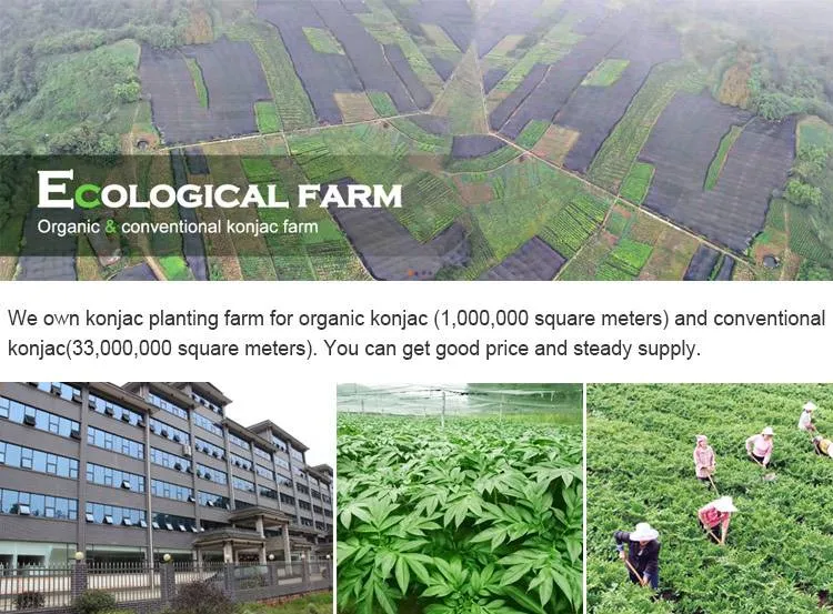 Low Calorie Asian Noodles Keto Friendly Diets Gluten Free Low Carb Shirataki Noodles From Hethstia