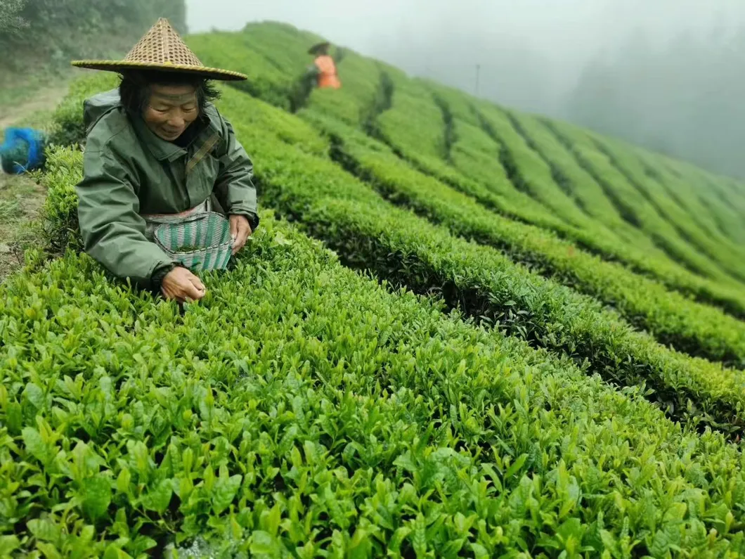 Chinese High Quatily Chunmee Green Tea Factory Outlet with Free Samples