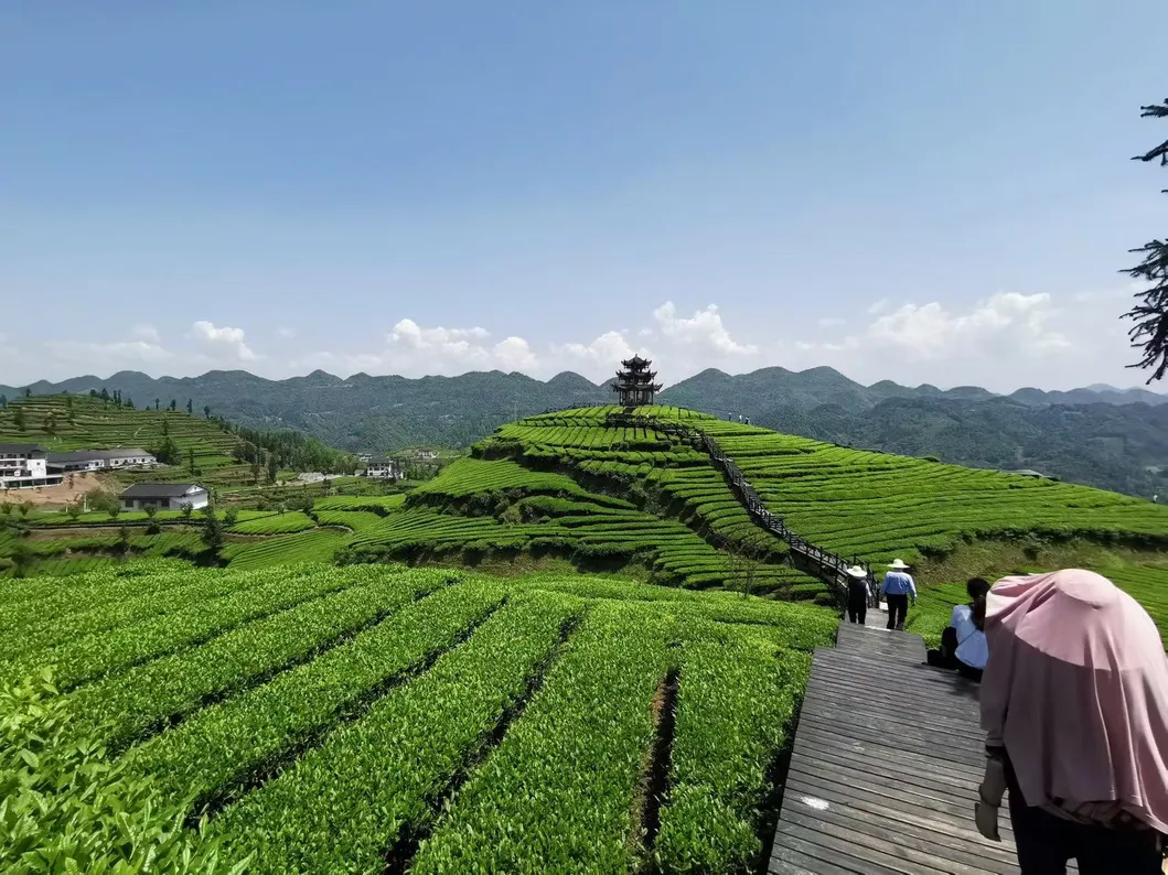 Chinese High Quatily Chunmee Green Tea Factory Outlet with Free Samples