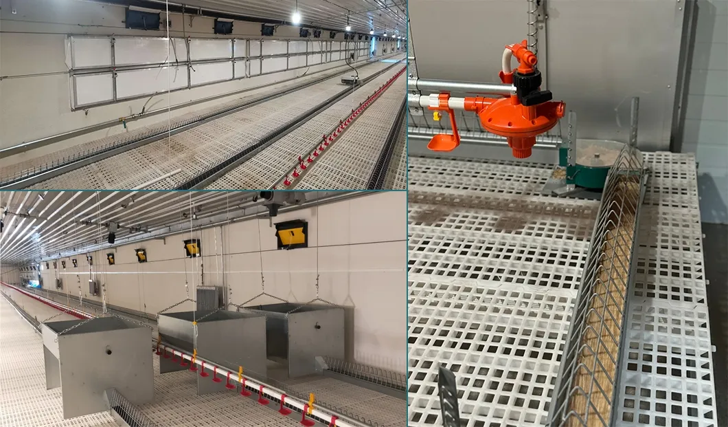 Automatic Chicken Chain Feeding Laying Box Poultry Equipment for Breeder Chicken