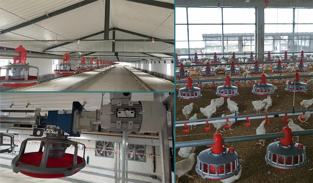 Automatic Chicken Chain Feeding Laying Box Poultry Equipment for Breeder Chicken