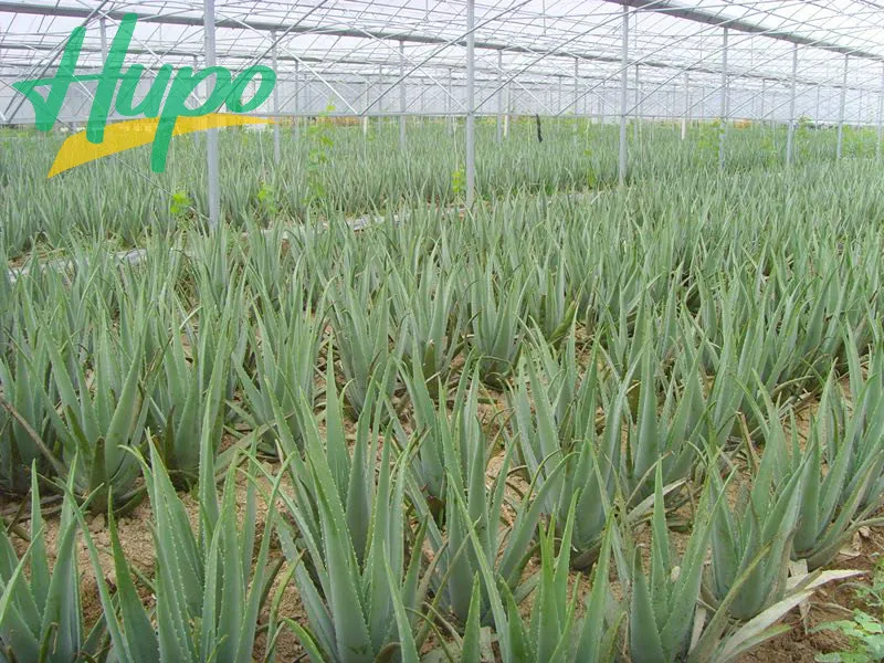 Hupo Brand Aloe Vera Drinks with Flavored Vegetable Juice