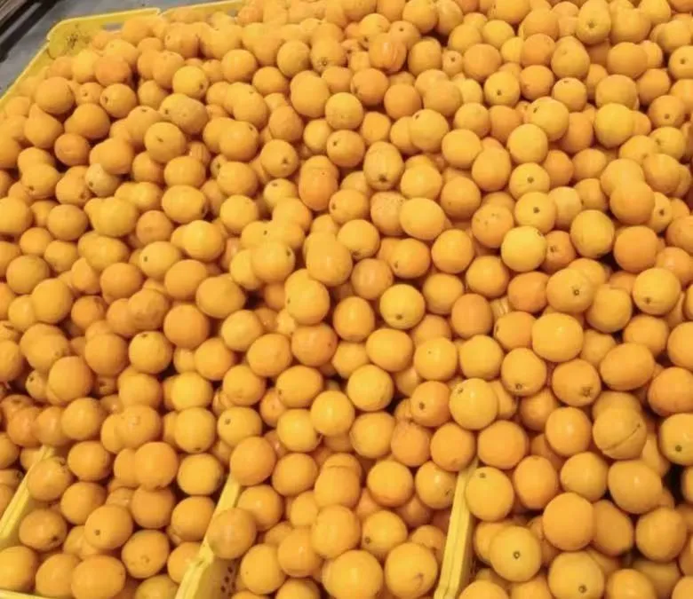 High Quality Fresh Fruits Fresh Oranges Summer Oranges From China