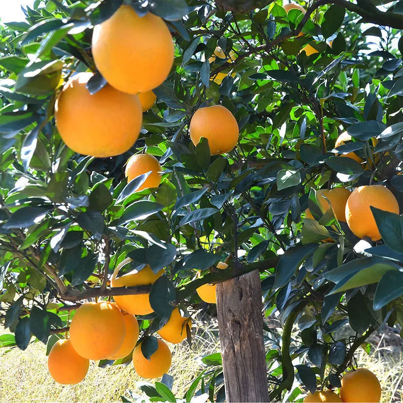 High Quality Fresh Fruits Fresh Oranges Summer Oranges From China