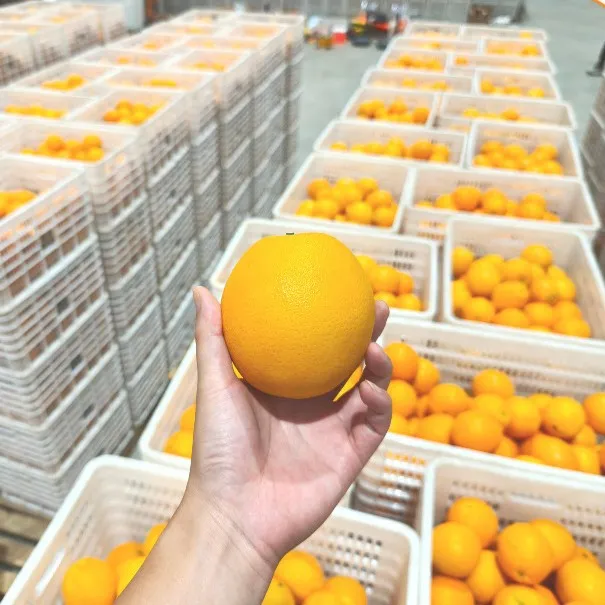 High Quality Fresh Fruits Fresh Oranges Summer Oranges From China
