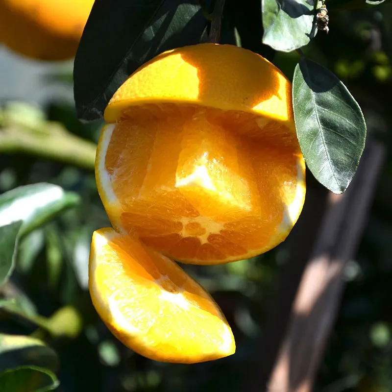 High Quality Fresh Fruits Fresh Oranges Summer Oranges From China