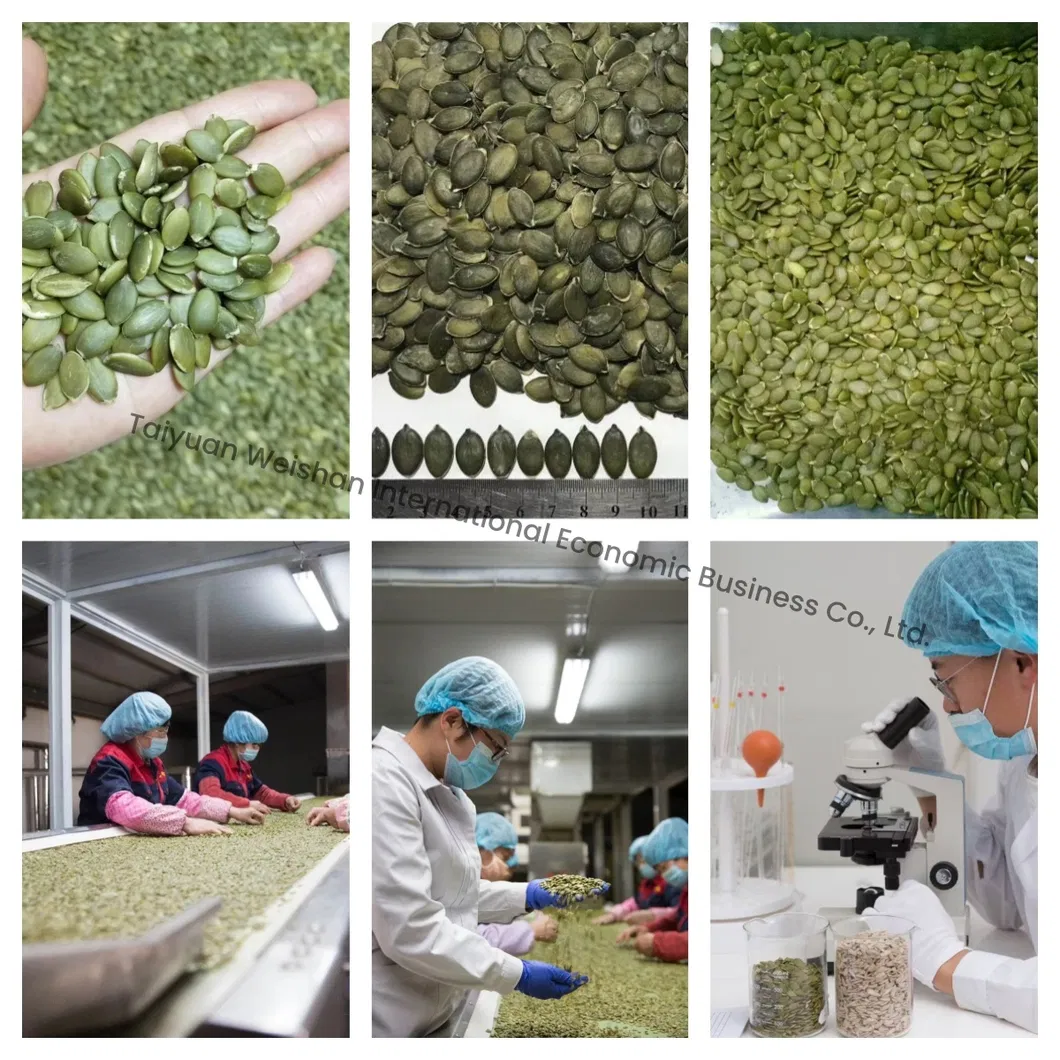 Pumpkin Seed Kernels New Crop Popular Chinese Snacks