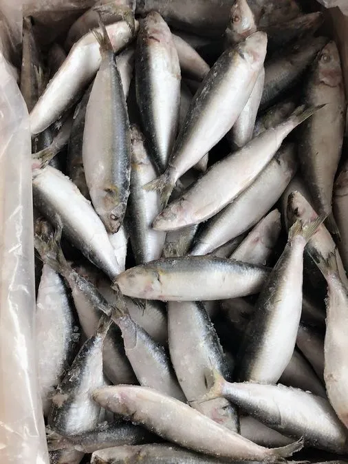 Wholesale Price Frozen Sardine for Bait with Best Quality